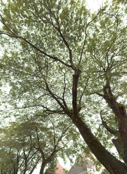 tree photo