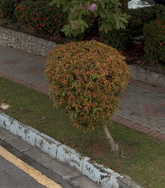 tree photo
