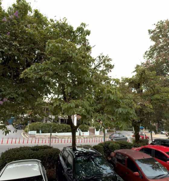 tree photo