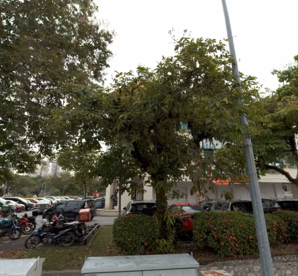 tree photo