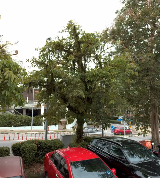 tree photo