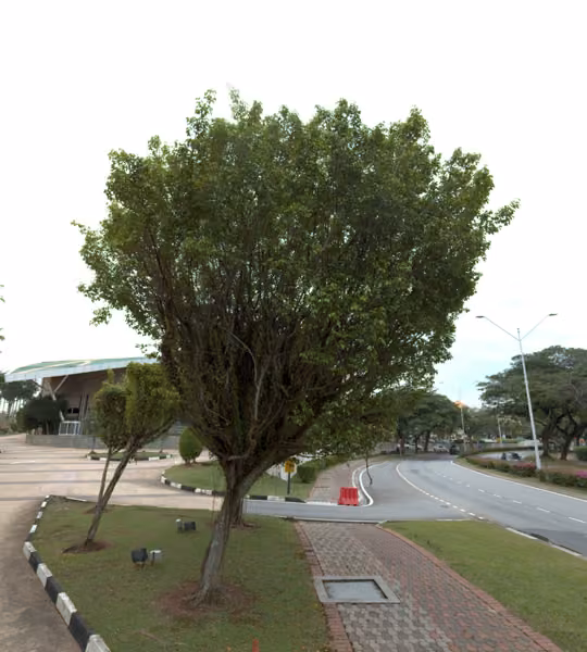 tree photo