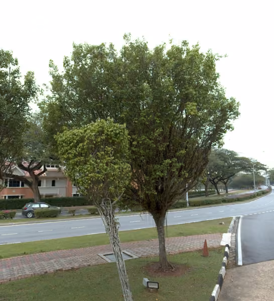 tree photo