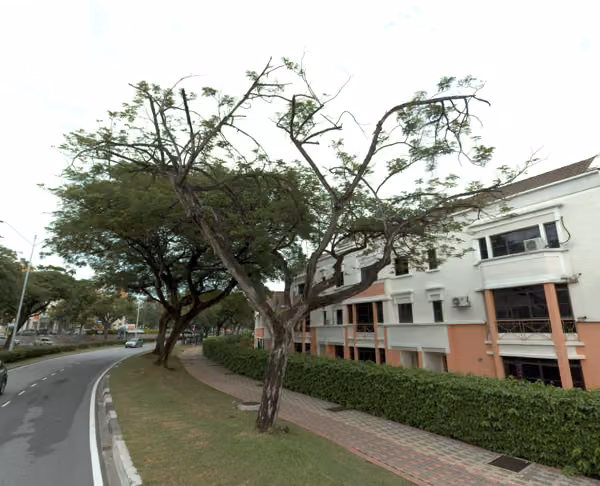 tree photo