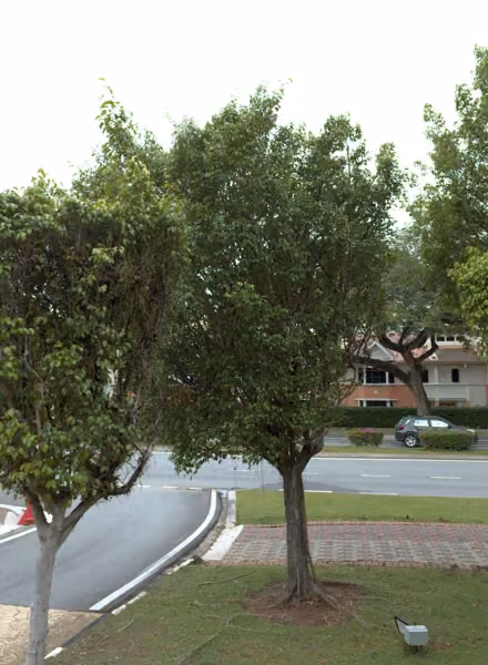 tree photo