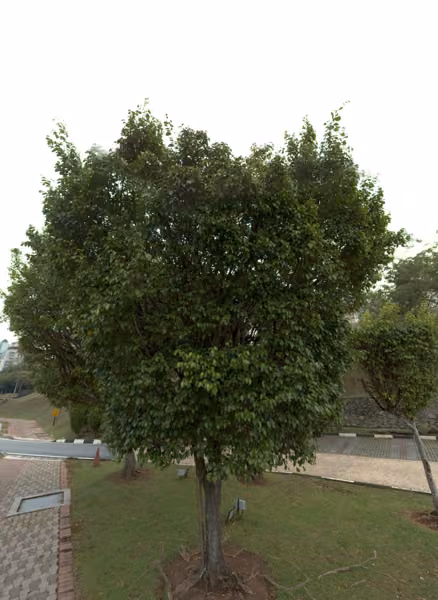 tree photo
