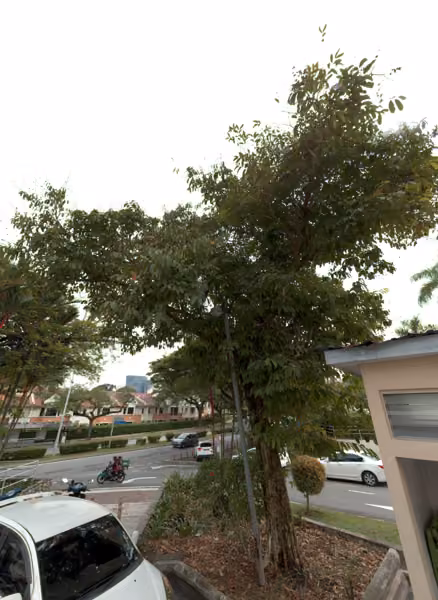 tree photo