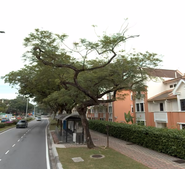 tree photo