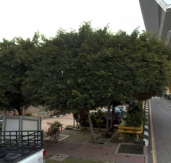 tree photo