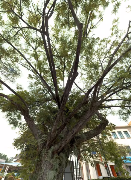 tree photo