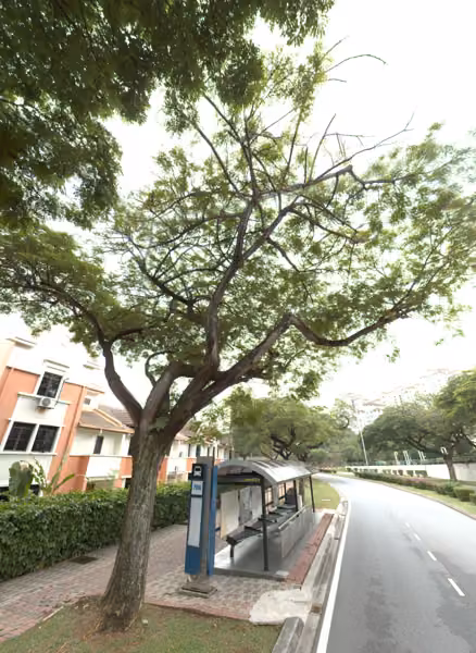 tree photo
