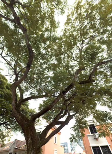 tree photo