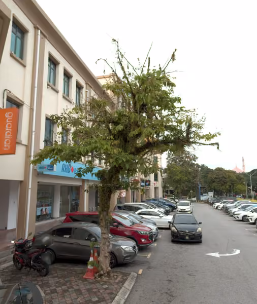 tree photo