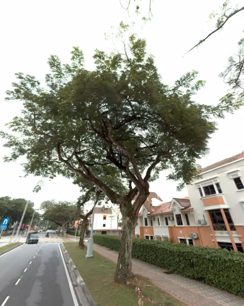 tree photo