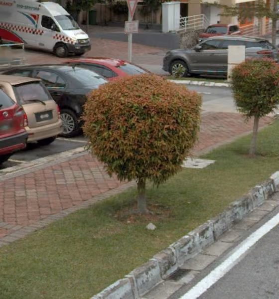 tree photo