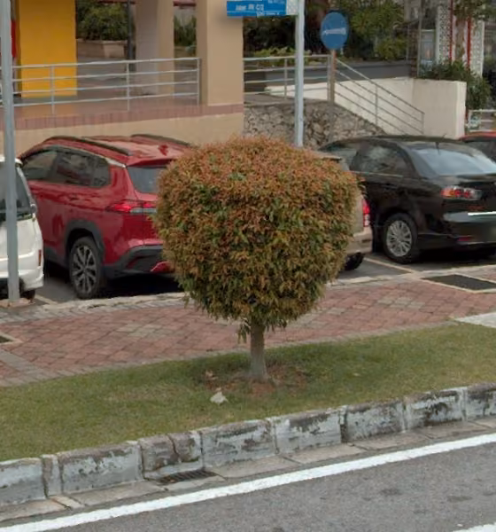 tree photo