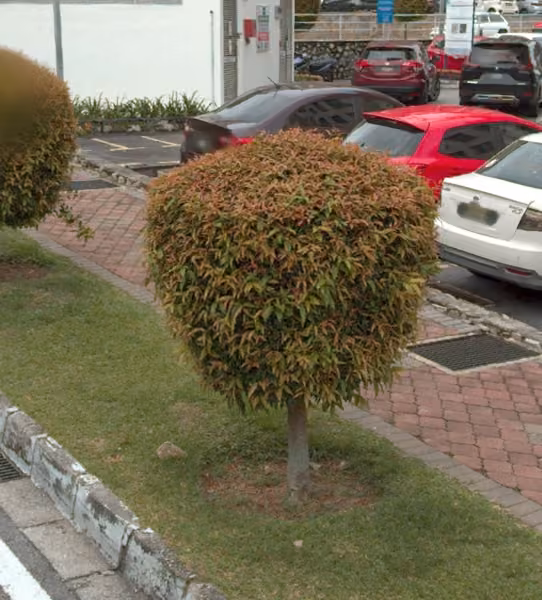 tree photo