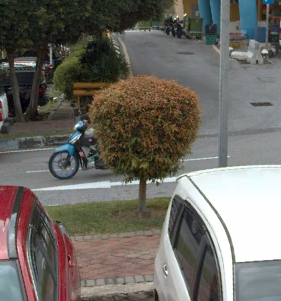 tree photo