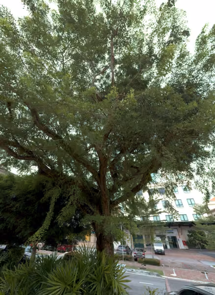 tree photo