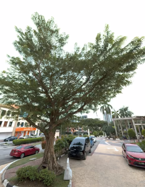 tree photo