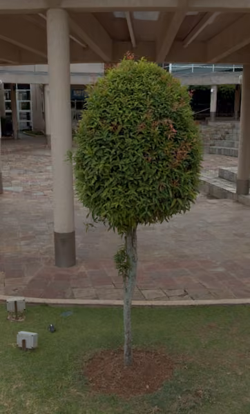 tree photo