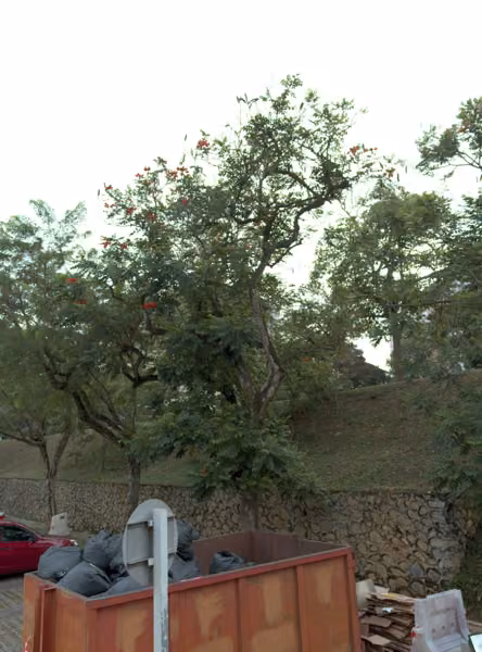 tree photo