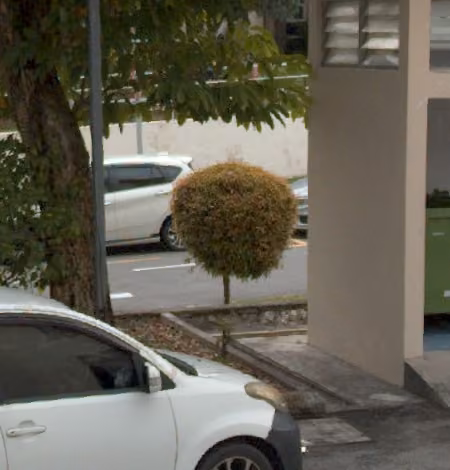 tree photo