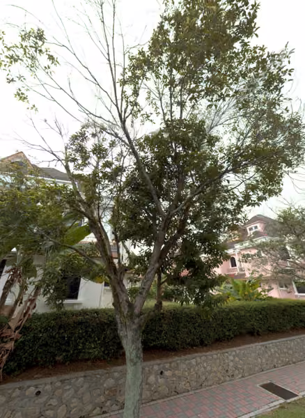 tree photo