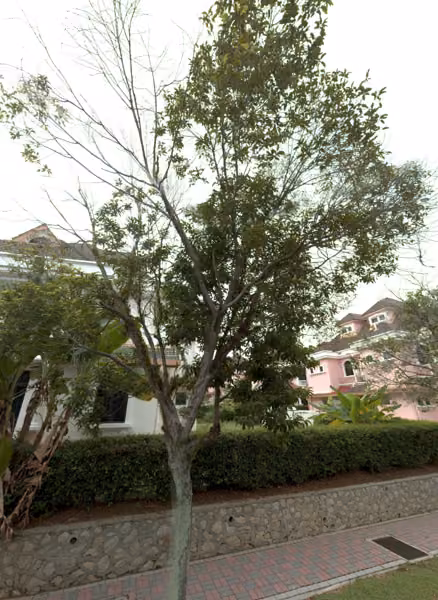 tree photo