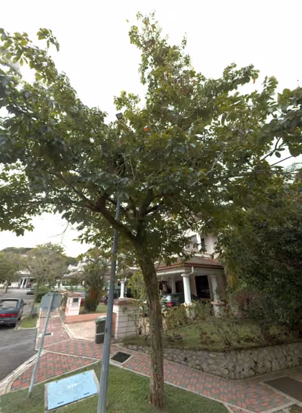 tree photo