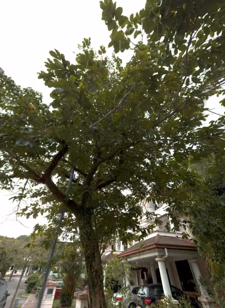 tree photo