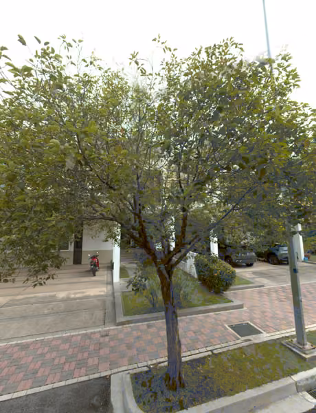 tree photo