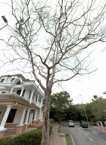 tree photo