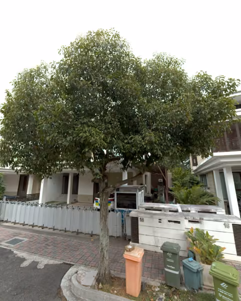 tree photo