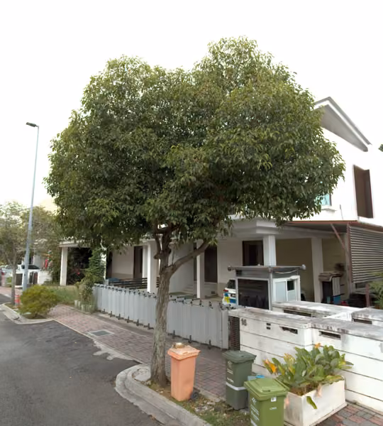 tree photo