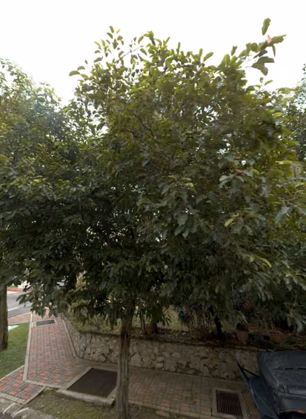 tree photo