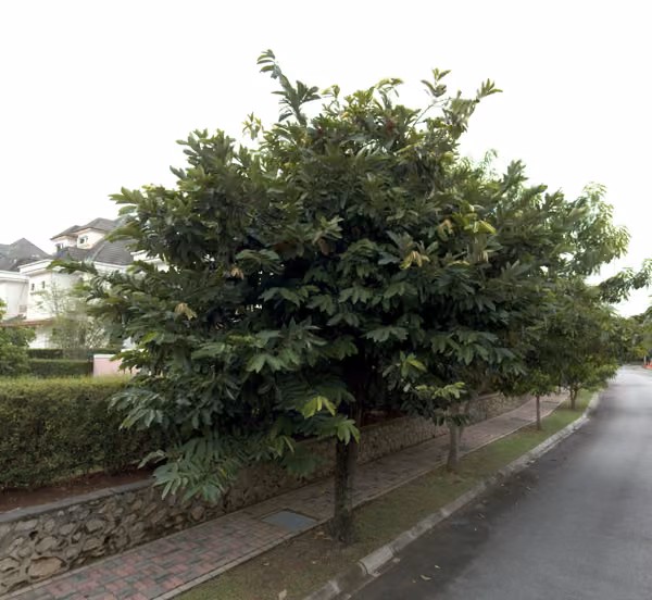 tree photo