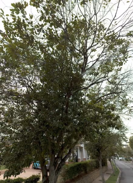 tree photo