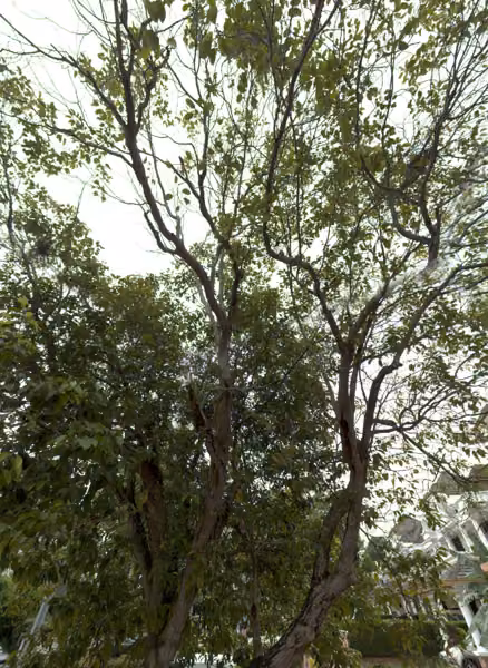 tree photo