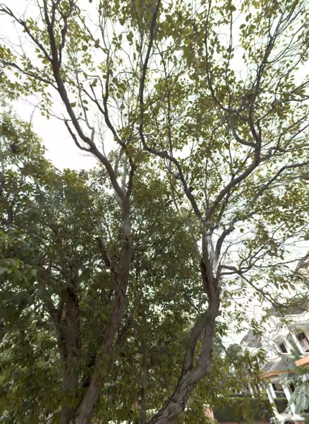 tree photo