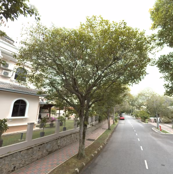tree photo
