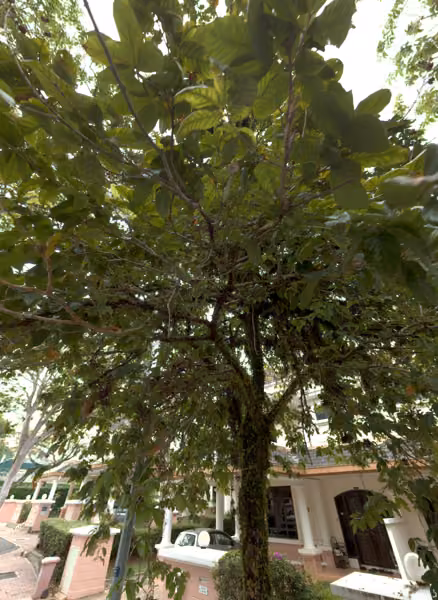 tree photo