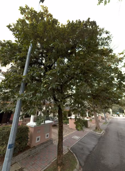 tree photo