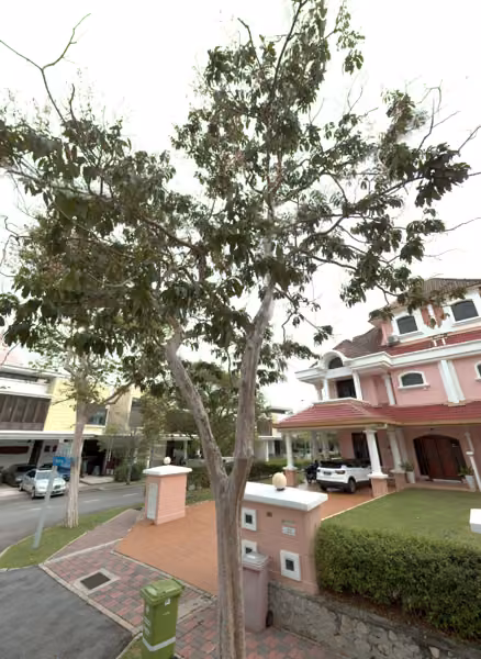 tree photo