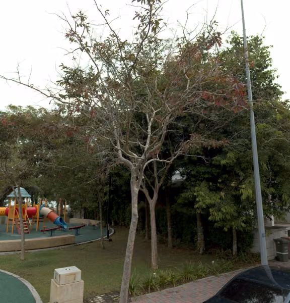 tree photo