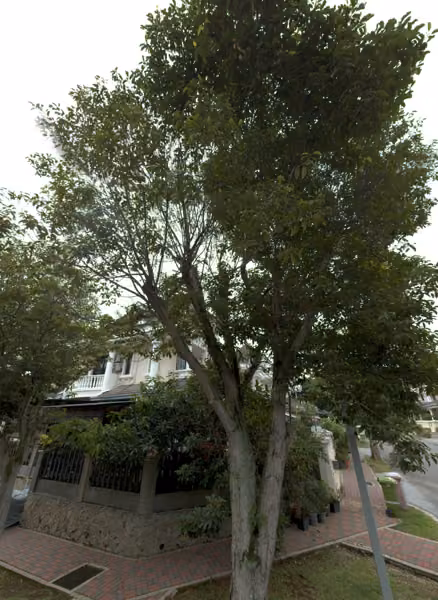 tree photo