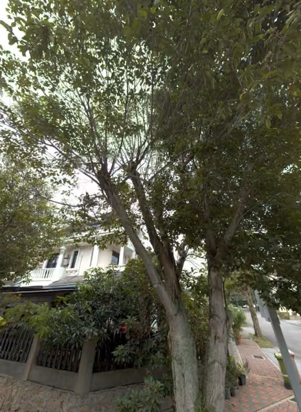 tree photo