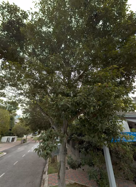 tree photo