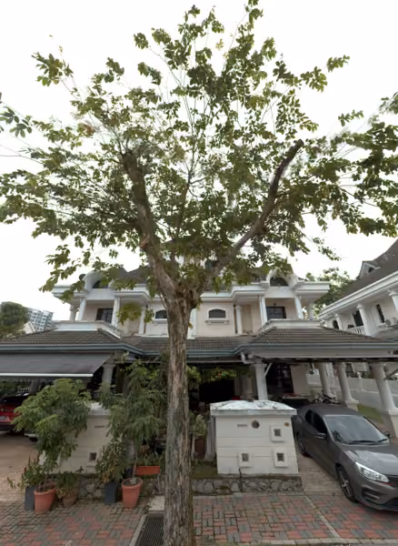tree photo