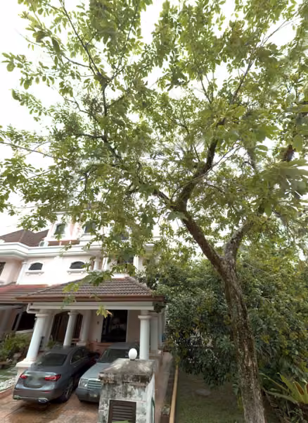 tree photo